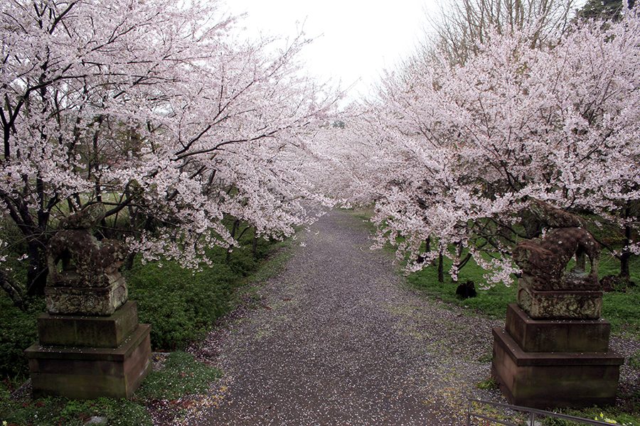 隠岐神社桜