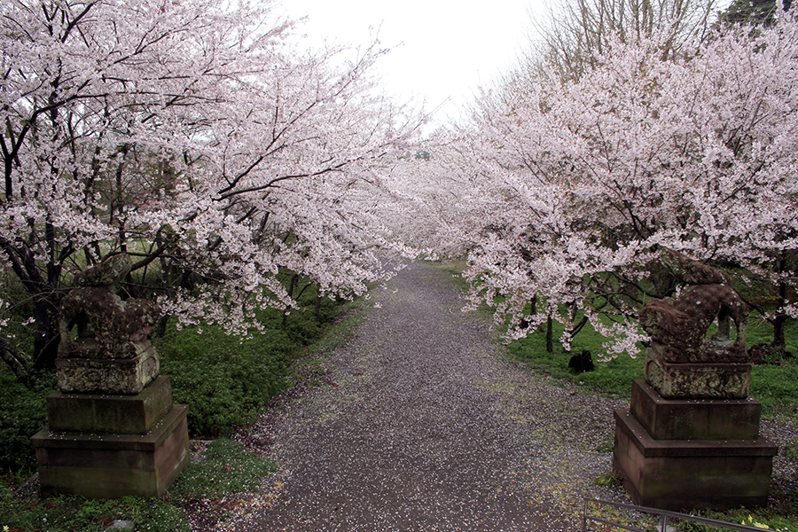 隠岐神社桜