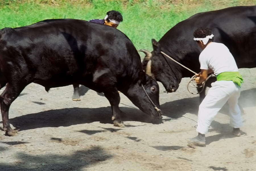 隠岐の牛突き