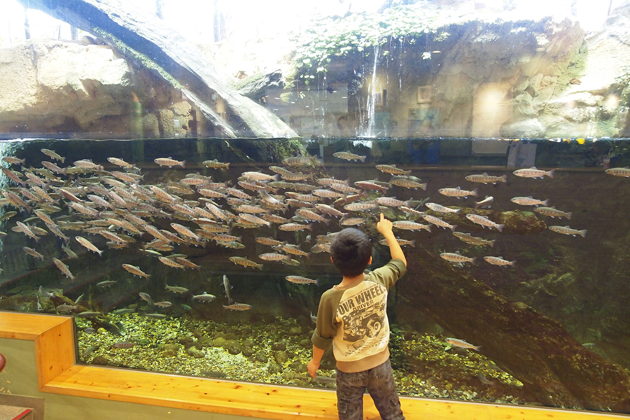 宍道湖自然館ゴビウス