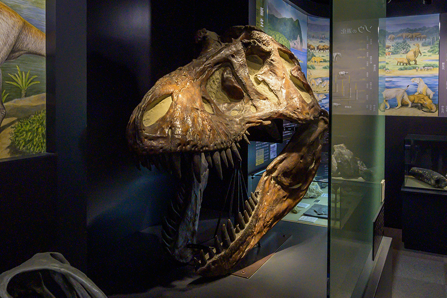 全国で唯一の「泊まれる博物館」大人気ナイトミュージアムで恐竜探検 