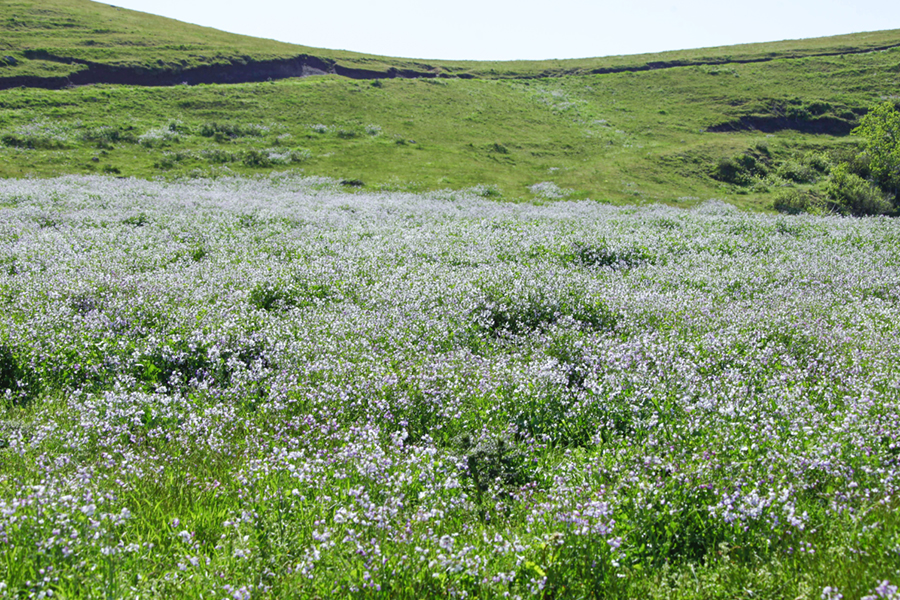 野ダイコンの花