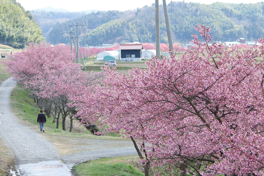 赤川沿い河津桜