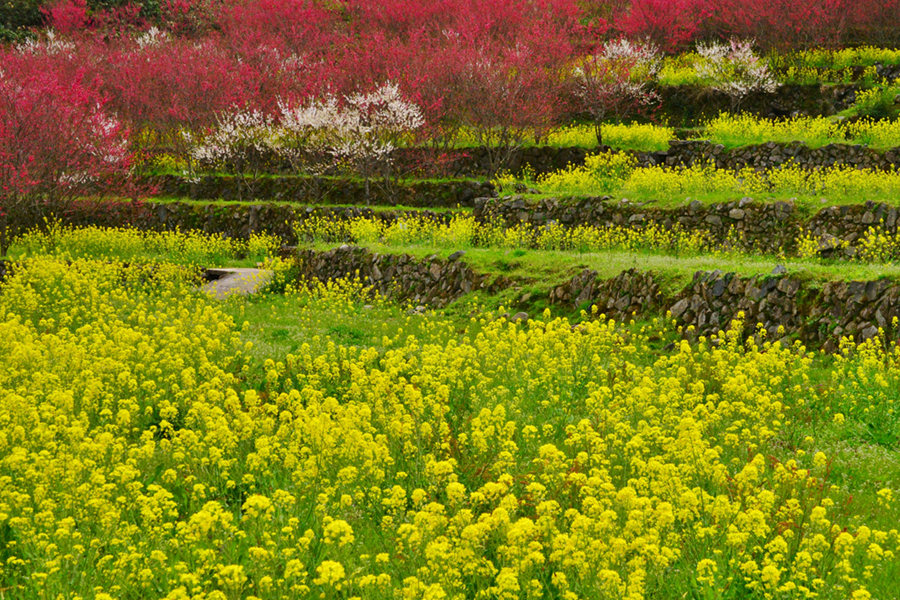 花桃の里（邑南町）