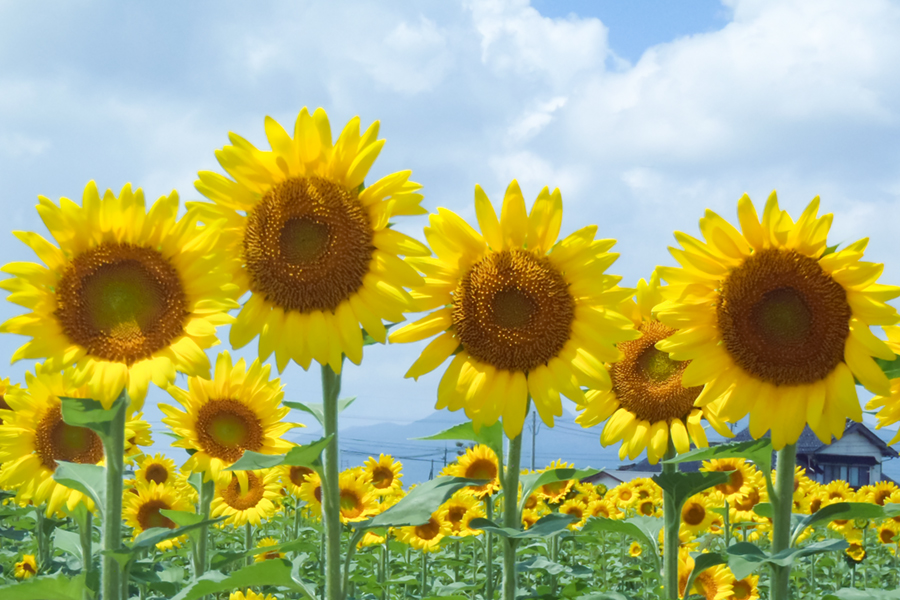 季節の花を楽しもう！島根の花名所・見頃情報 | しまね観光ナビ｜島根