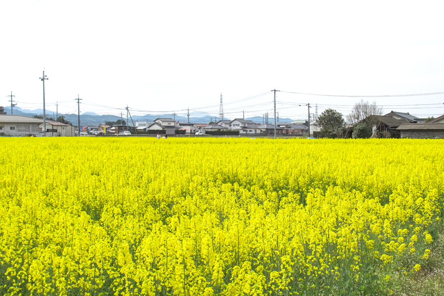 斐川菜の花畑