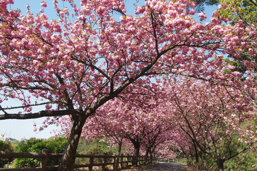 斐川公園 八重桜