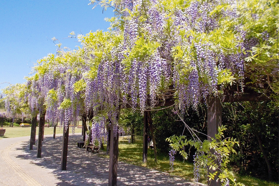 万葉公園　藤