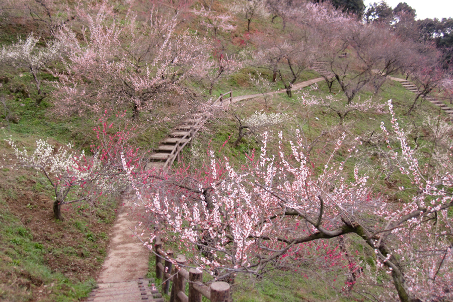 三隅公園　梅