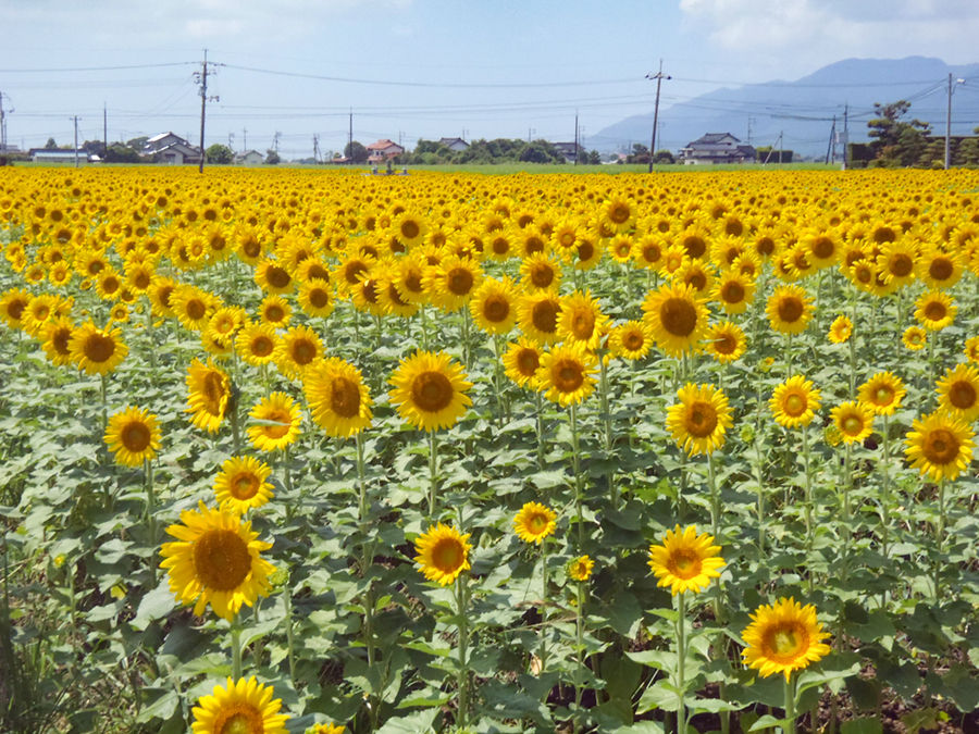 沖州のひまわり畑