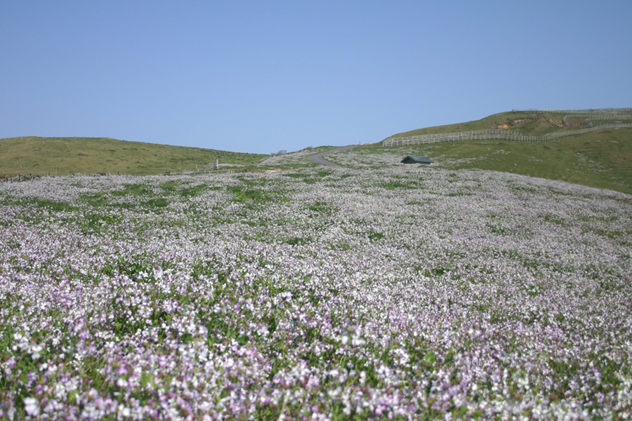 野大根の花