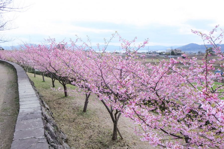 大塚山公園　河津桜