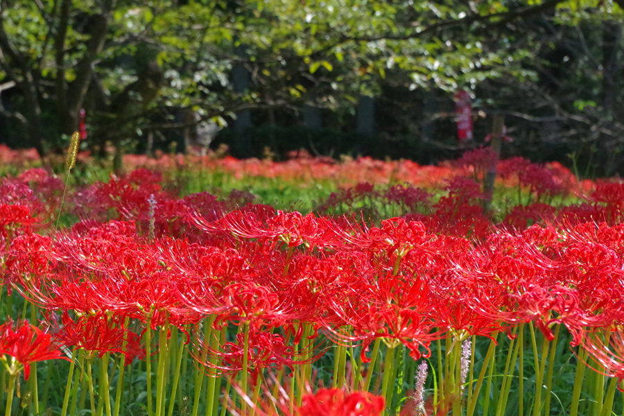 ひがん花の里