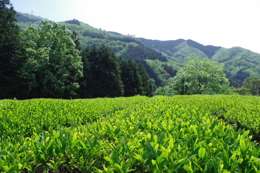 吉賀町産の有機茶
