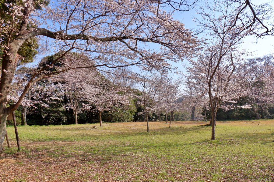 浜田城跡　桜