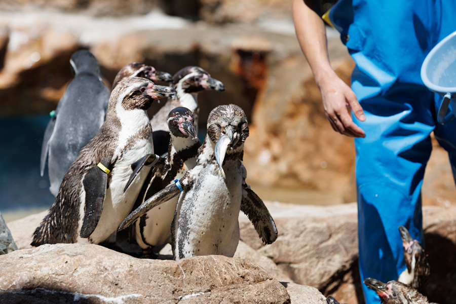 ペンギンお食事