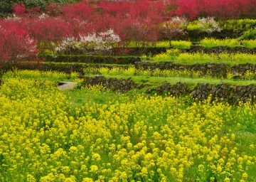 川角集落の花桃