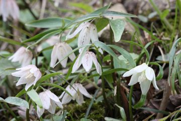 イズモコバイモの花（川本町）