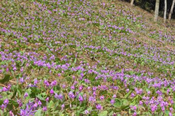 カタクリの花（吉賀町）