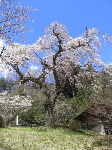 みろく公園のしだれ桜（吉賀町）