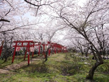 刺鹿神社の桜（大田市）