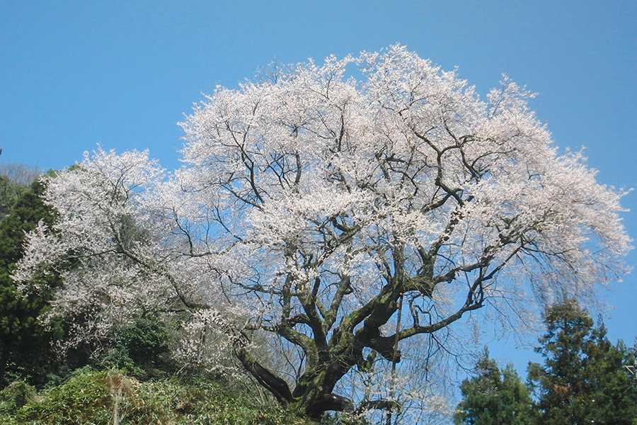 金谷城山桜