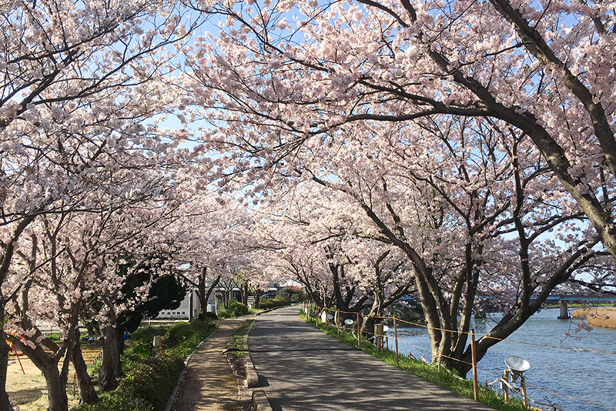益田川沿いの桜