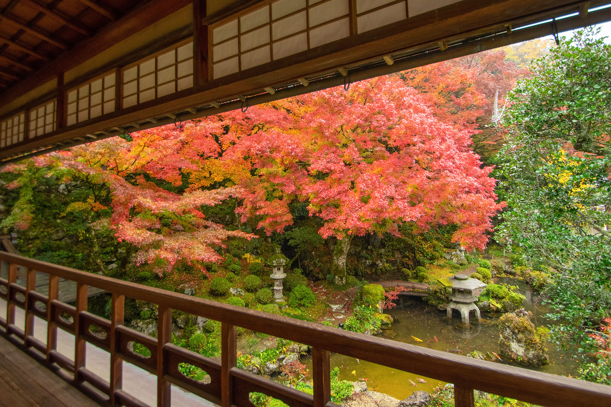 しっとりと美しい紅葉を巡る