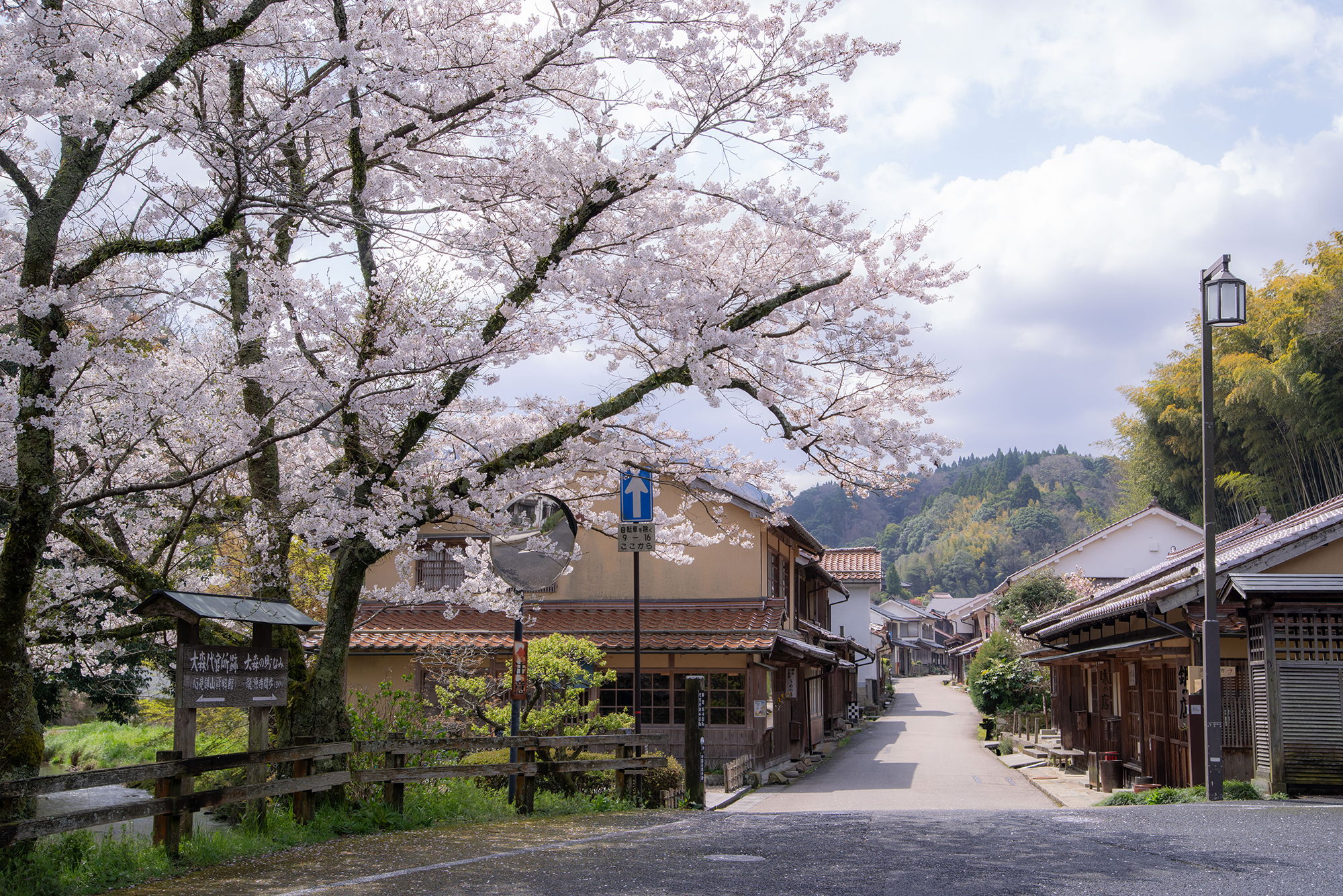 石見の桜