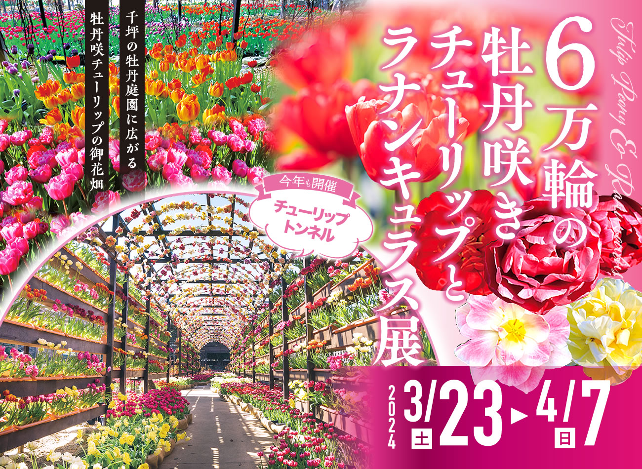 日本庭園 由志園「6万輪の牡丹咲きチューリップとラナンキュラス展」