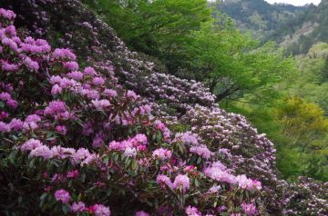 シャクナゲの花（吉賀町）