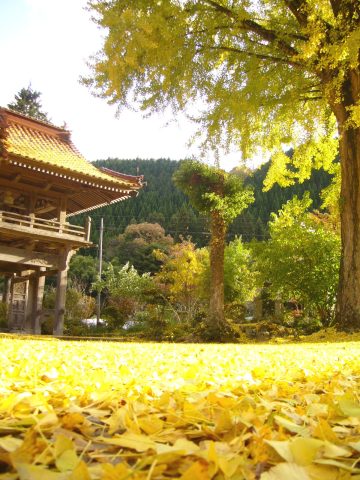 長江寺のイチョウ（川本町）