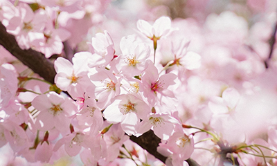 島根の桜名所＆お花見スポット情報