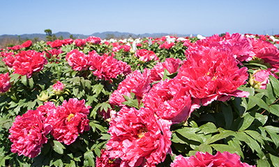 季節の花を楽しもう！島根の花名所・見頃情報
