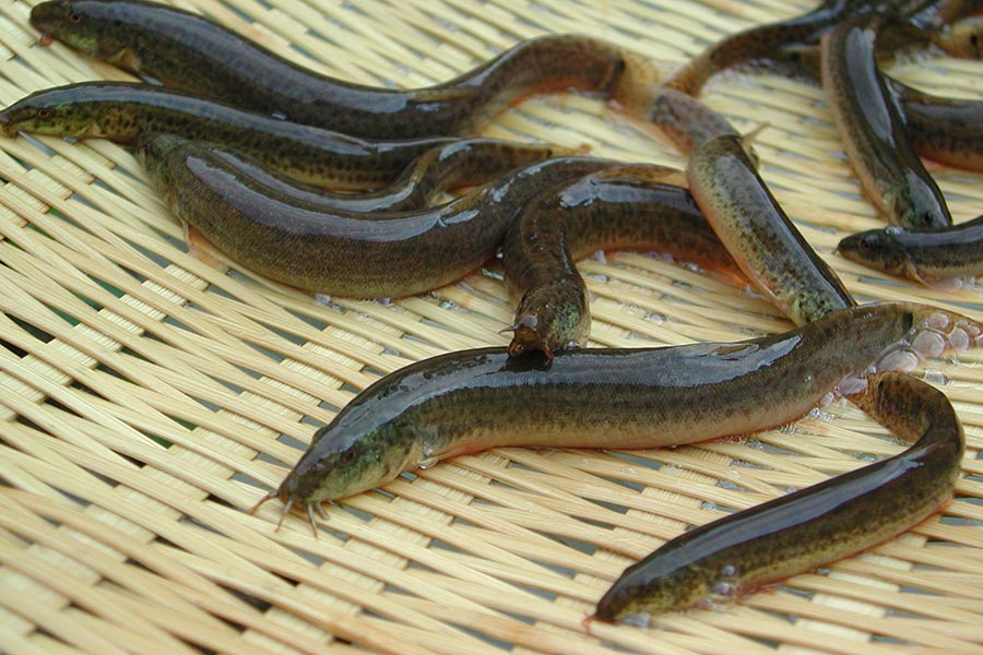 安来どじょう