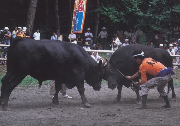 隠岐の牛突き