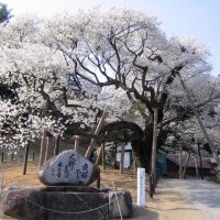 三隅大平桜