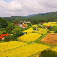 棚田風景