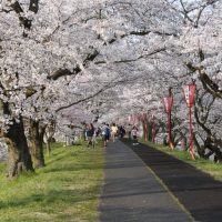 斐伊川堤防桜並木