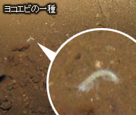 ヨコエビの一種