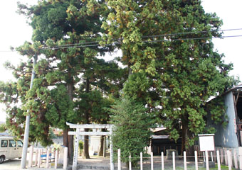 八本杉