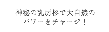 神秘の乳房杉で大自然のパワーをチャージ！