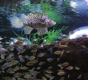 島根県立宍道湖自然館ゴビウス