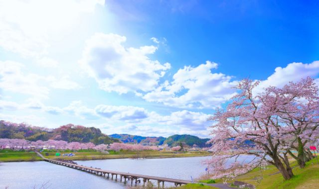 斐伊川堤防桜並木