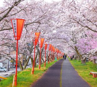 斐伊川堤防桜並木