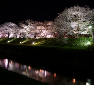 斐伊川堤防桜並木